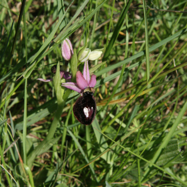 Ophrys magniflora